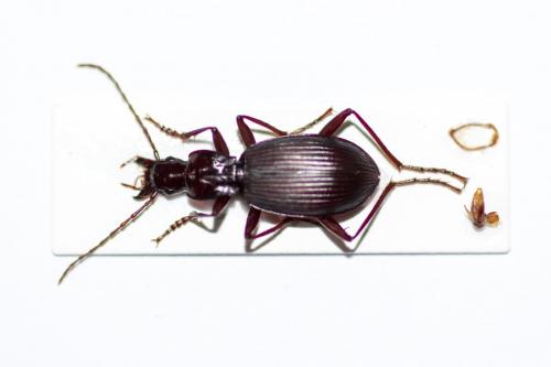 Réf. 274 399 : Laemostenus oblongus
